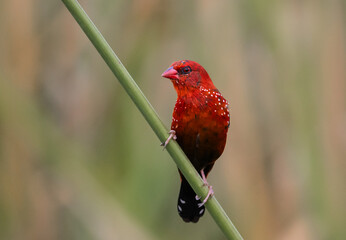 Red Avadavat ,Strawberry Finch Because it has a strawberry-like color during the breeding season.