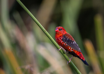 Red Avadavat ,Strawberry Finch Because it has a strawberry-like color during the breeding season.