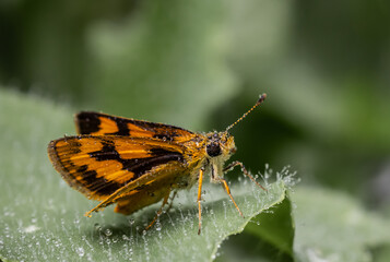 Hesperiidae It is another small butterfly that likes to live in the grass in the garden.