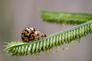 Ladybug The name comes from the rounded shape of the body and the fact that when the wings are folded together, it resembles the back of a turtle.