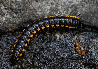Millipede 
It is the name of several families of invertebrates with hard shells and long bodies divided into segments.