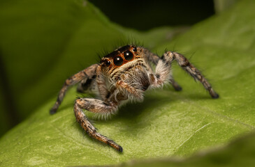 Fototapeta premium Jumping Spider Common names that people commonly call it include 