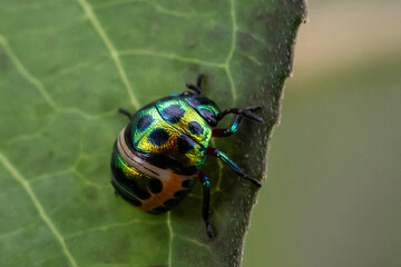 Jewel bug It has soft wings but a hard, armor-like chest.