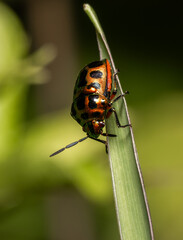 Jewel bug It has soft wings but a hard, armor-like chest.