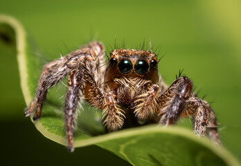 Jumping spider Which comes from the distinctive characteristics of fighters who can fly far to hunt prey.