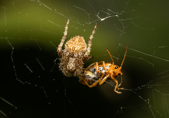 Cross spider in garden macro close up shot.