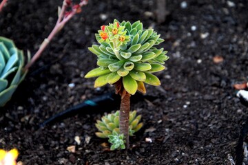 planta flor suculenta,