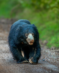 The Sri Lankan sloth bear  - Melursus ursinus inornatus