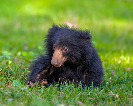 The Sri Lankan sloth bear  - Melursus ursinus inornatus