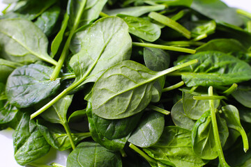 Spinach leaves isolated on white background