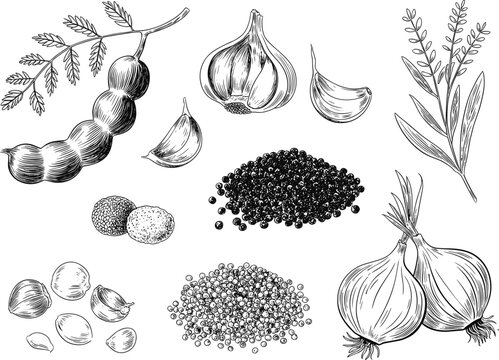 Detailed Vintage Engraving Set of Hand-Drawn Spices and Ingredients, Including Garlic, Onions, Black Pepper, Tamarind Pods, and Herbs for Food and Culinary Design Vector.