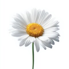 daisy isolated on white background