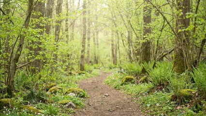 Sunlit Forest Path Lush Green Trees Ferns And Wildflowers Sunlight Through Canopy