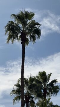 palm trees against blue sky