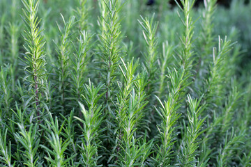 Obraz premium Rosemary plant, Fresh herb in the garden