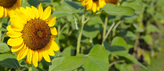 Blooming sunflower fields. Beautiful yellow flower