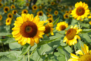 Obraz premium Blooming sunflower fields. Beautiful yellow flower