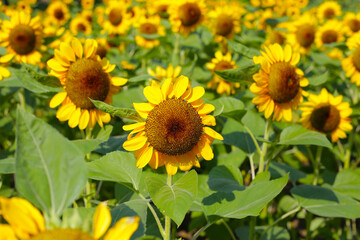 Blooming sunflower fields. Beautiful yellow flower