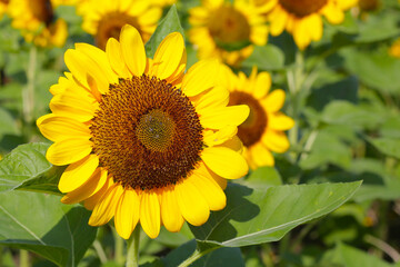 Blooming sunflower fields. Beautiful yellow flower