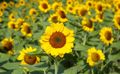 Obraz premium Blooming sunflower fields. Beautiful yellow flower