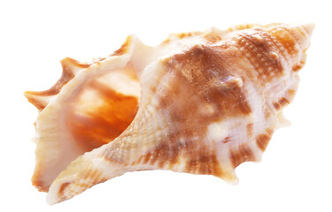 Sea shell isolated on white background