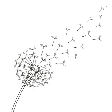Hand drawn line art illustration of a dandelion puffball with seeds blowing in the wind on a white background, nature concept.