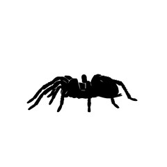 A black silhouette of a tarantula spider on a plain white background, viewed from the front, showcasing its eight legs.