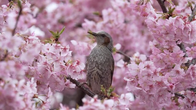 Japanese brown-eared bulbul sucking nectar Kawazu cherry blossoms