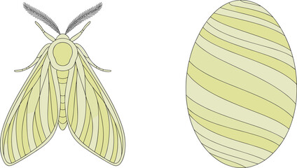 Yellow Moth and Striped Oval Shape on White Background Keywords: moth insect butterfly lepidoptera wing antenna nature wildlife © MdAbdur