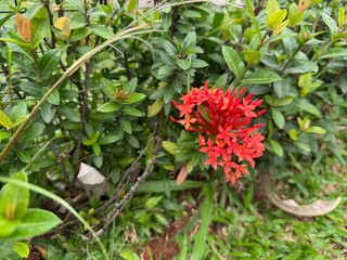 flowers in the garden
