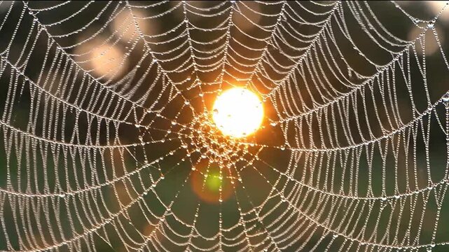 Macro Shot of Golden Orbweaver Spider with Face Pattern