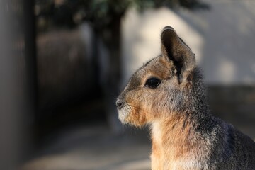 横を向いたマーラの顔のアップ