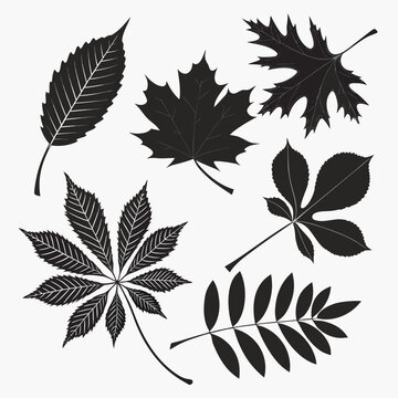 Black leaf silhouettes of maple oak chestnut and ash trees