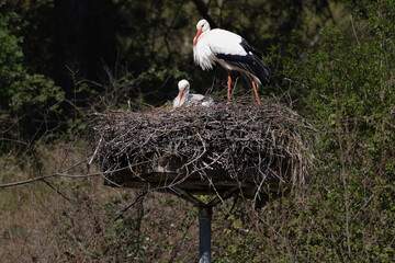 Storks on a nest