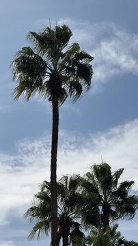 palm trees against blue sky
