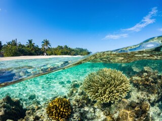 récif de corail  tropical en mi air mi eau © guillaumevoiturier
