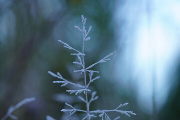 Close-up of frost-covered grass on an early autumn morning.
