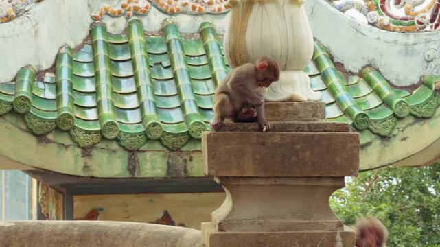 Two Young Monkeys sitting on Ornate Stone Structure with Colorful Roof Tiles behind in Wide Angle View creating Cultural Wildlife Contrast, Temple Nature Concept