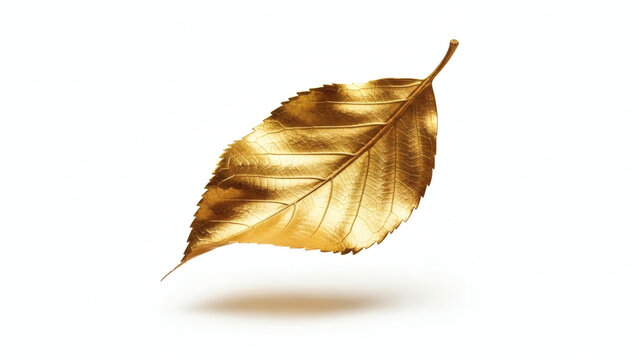 Golden autumn fall leaf isolated white background nature beautiful seasonal