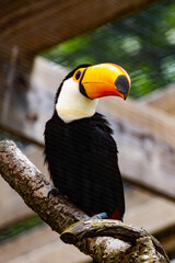 Toco Toucan on Branch