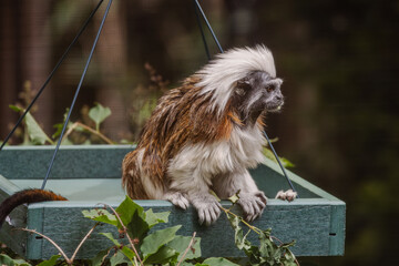Cotton-top Tamarin Sitting on Feeder