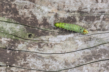 Macrophotography of the caterpillar of Convolvulus Hawk-moth (Agrius convolvuli)