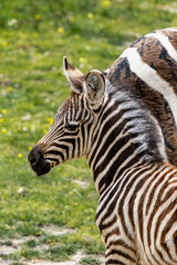 Fototapeta premium Young Zebra Standing Beside Mother