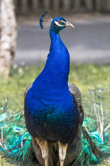 Fototapeta premium Indian Peafowl Standing in Grass