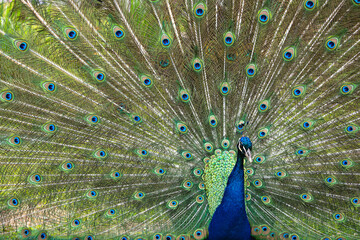 Obraz premium Peacock Displaying Tail Feathers