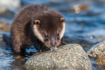 Young otter pup grooming itself near flowing river water