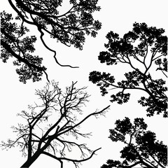 Fototapeta premium Black tree canopy and leaf cluster silhouettes against white