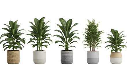 Fototapeta premium Five Potted Houseplants Including Indoor Plants And A Small Evergreen Tree In Decorative Pots Potted Plant