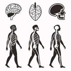 Human anatomy silhouettes brain skull skeleton and walking figures