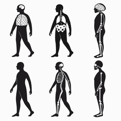 Human anatomy silhouettes showing internal structures